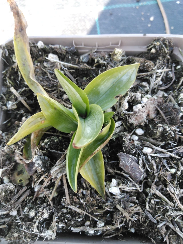 Physostegia Chadd's Ford - 3. 4. 2025