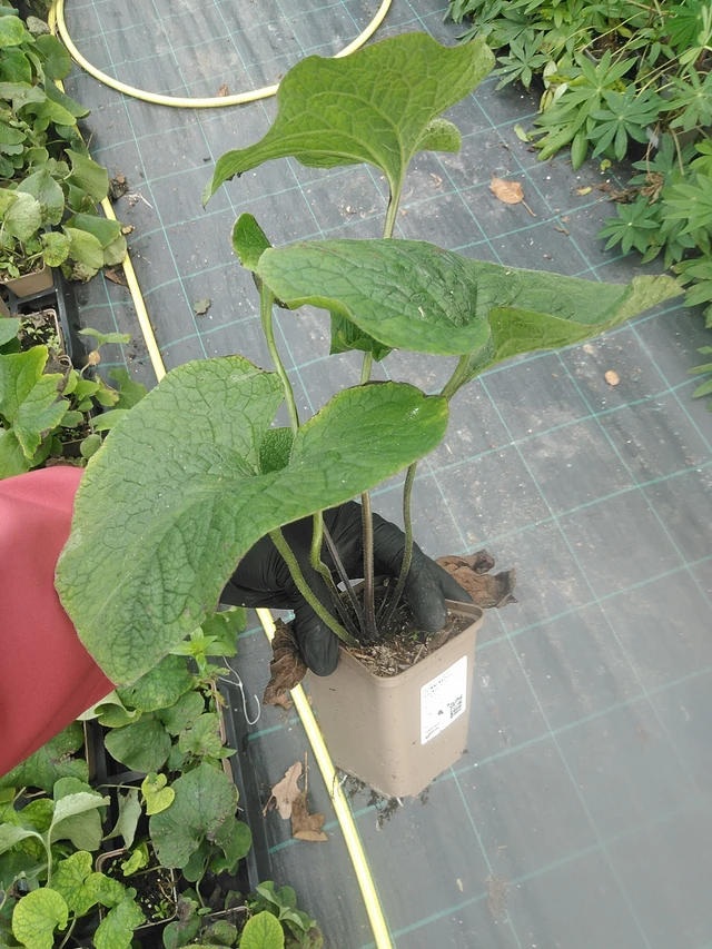 Nomeolvides de hojas grandes  - 13. 10. 2025