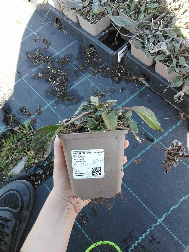 Rudbékie Goldsturm - 7. 4. 2026