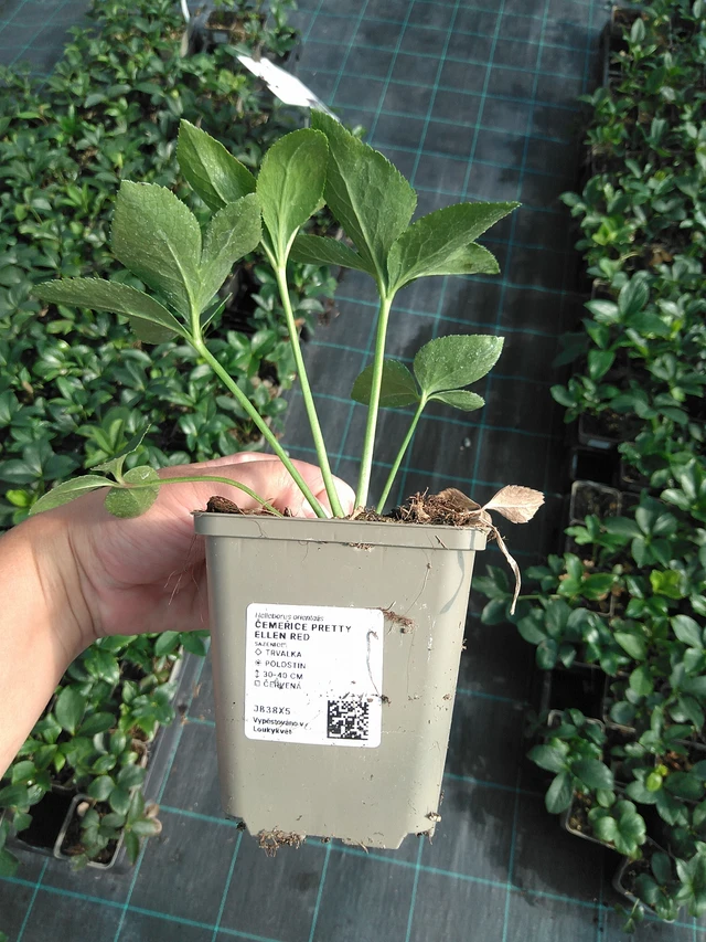 Hellebore Pretty Ellen Red - 11. 7. 2025