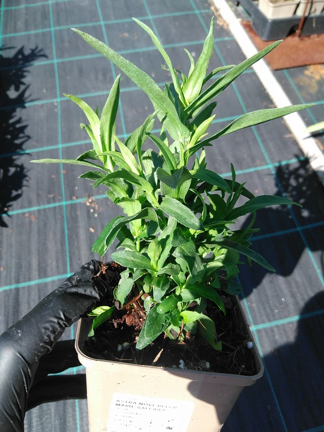 New York Aster Marie Ballard - 19. 8. 2025