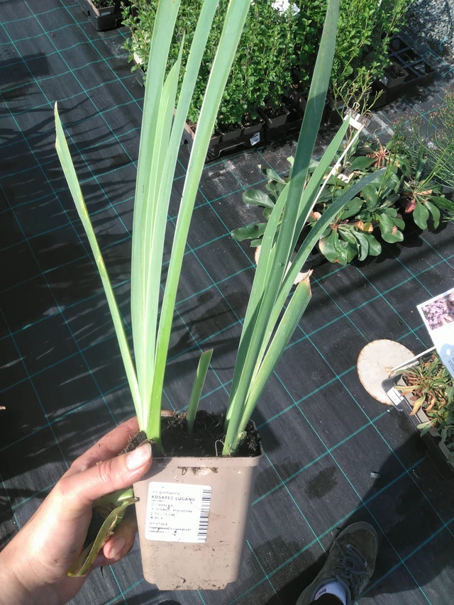 Iiris Lugano - 11. 7. 2025