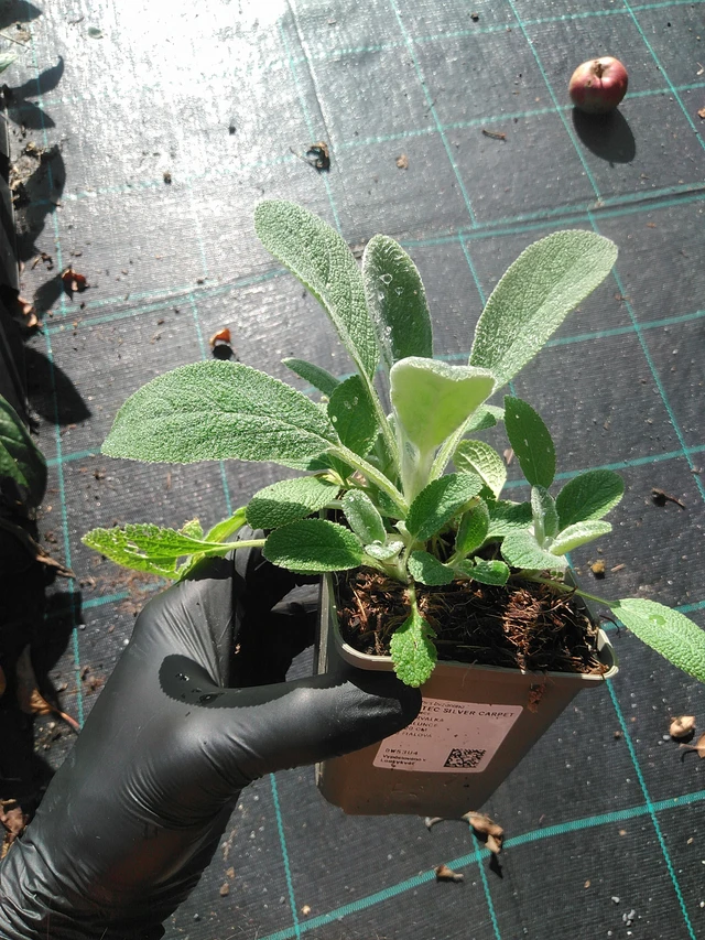 Pehmytmesiangervo Silver Carpet - 1. 9. 2025