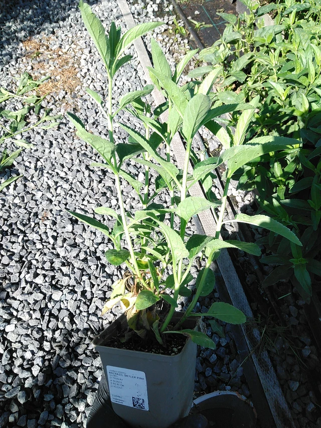 Veronica Skyler Pink - 19. 8. 2025