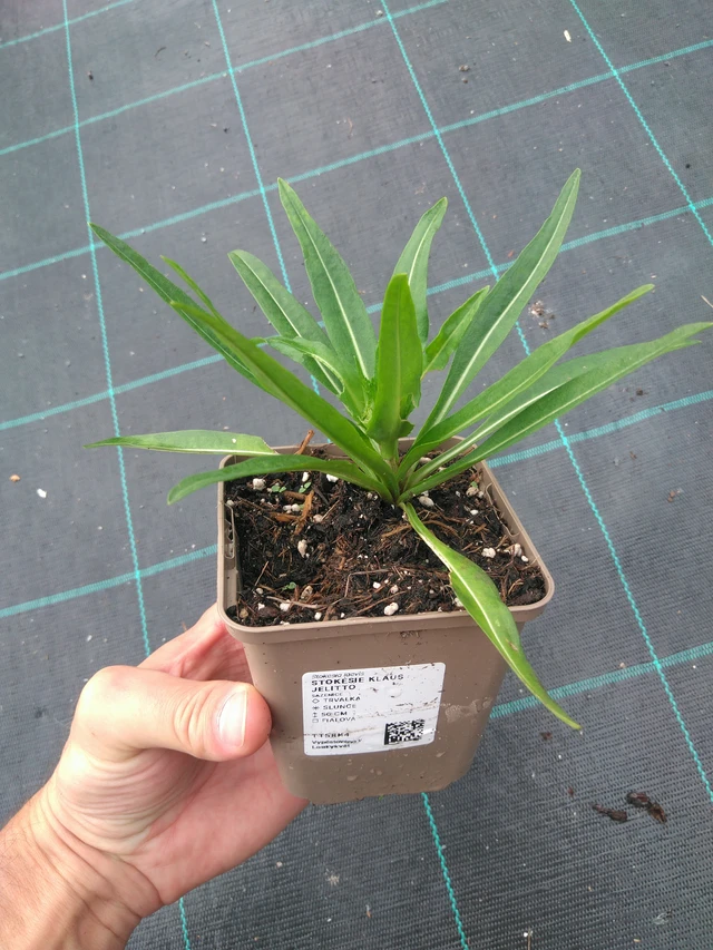 Stoke's Aster Klaus Jelitto - 25. 7. 2025