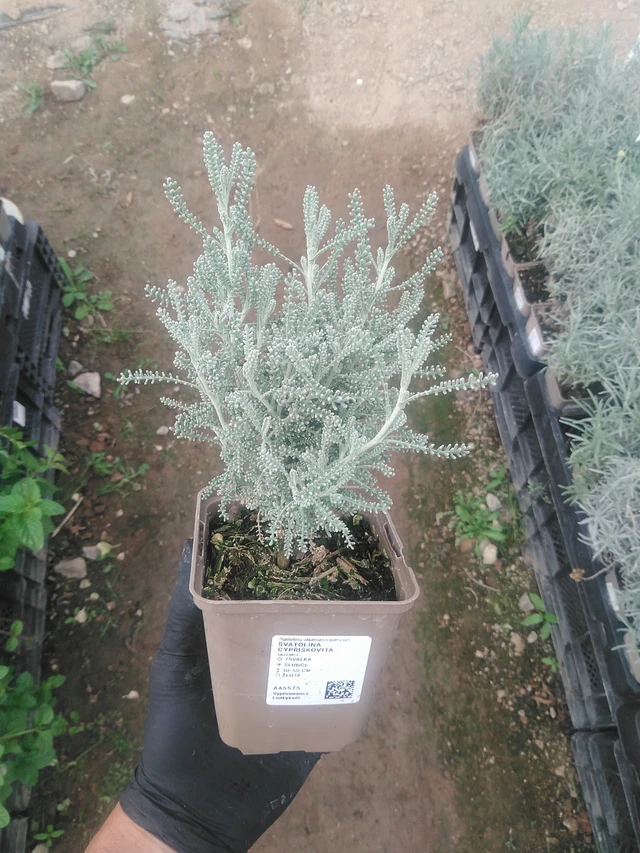 Santolina chamaecyparissus - 10. 9. 2025