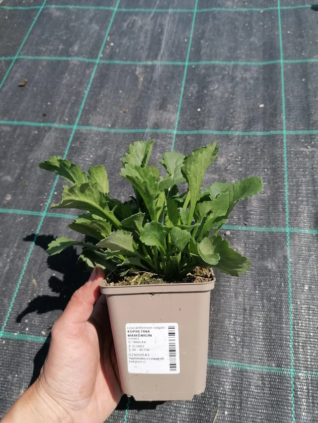 Kopretina Maikönigin - 2024