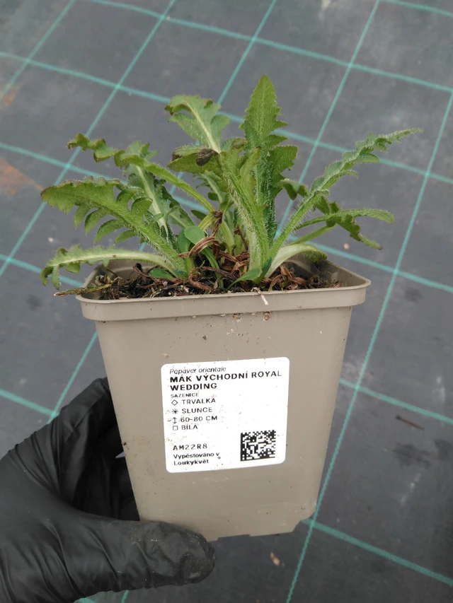 Pavot d'Orient Royal Wedding - 1. 4. 2026