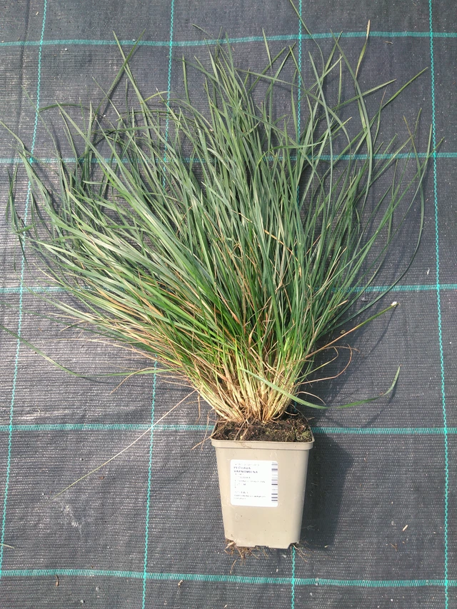 Pěchava vápnomilná - 10. 7. 2025