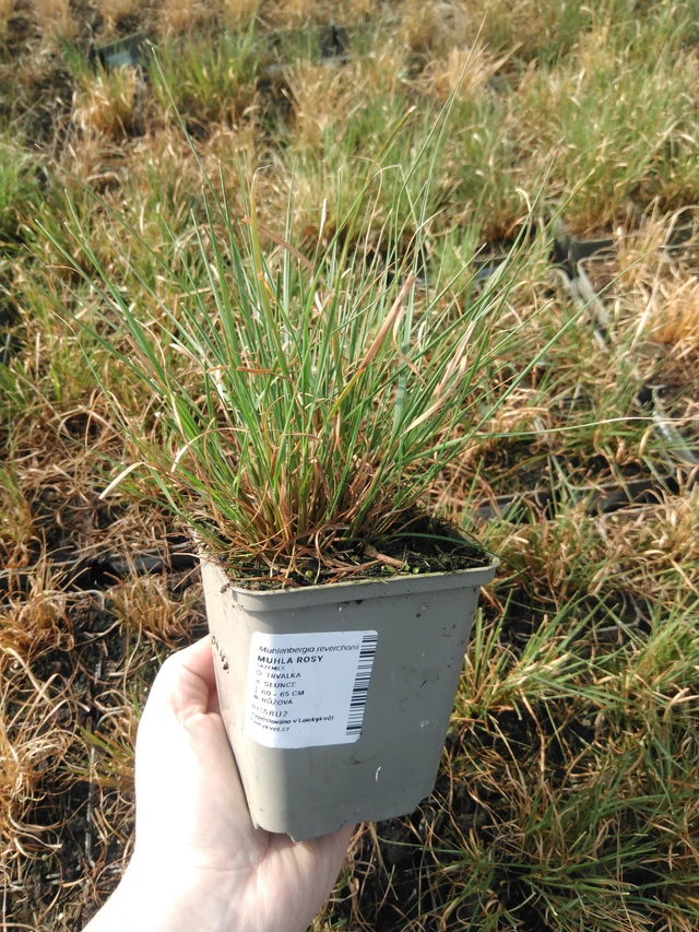 Muhla Rosy - 3. 4. 2025