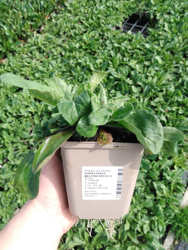 Chrastavec Melton Pastels - 2024