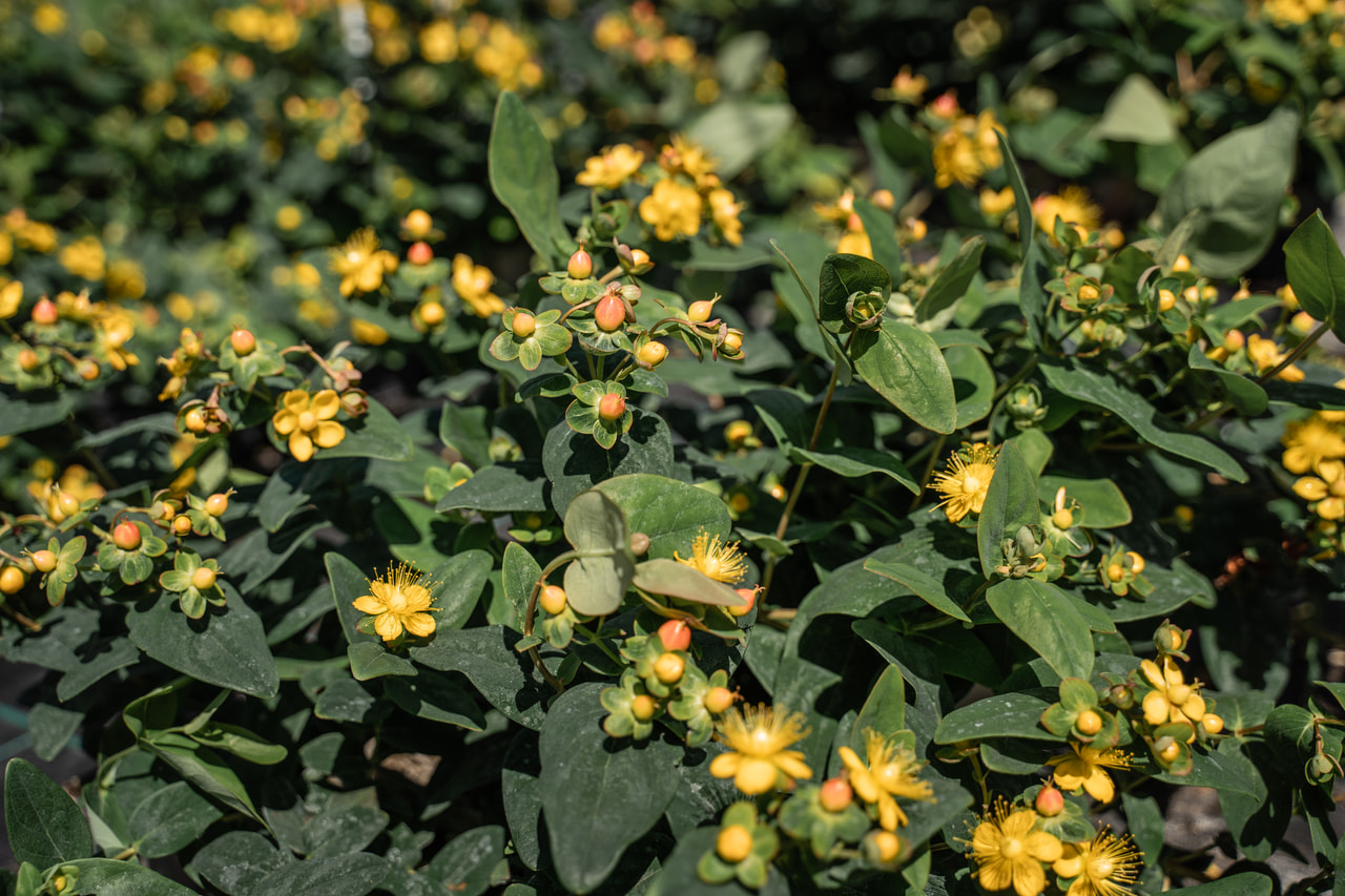 Třezalka Globo Coral, Loukykvět