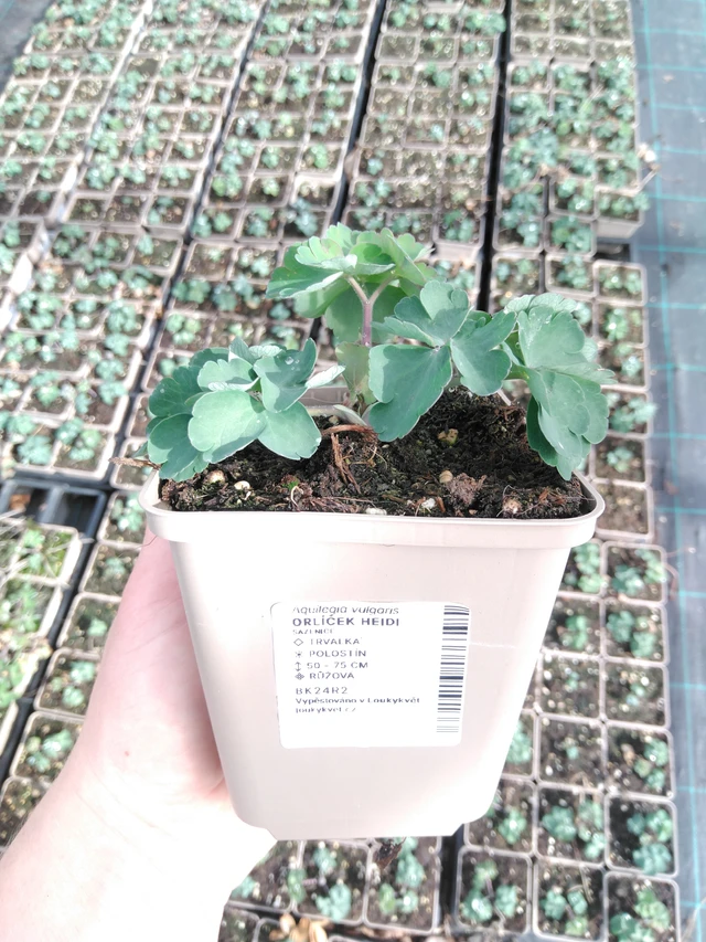 Aguileña Heidi - 2024