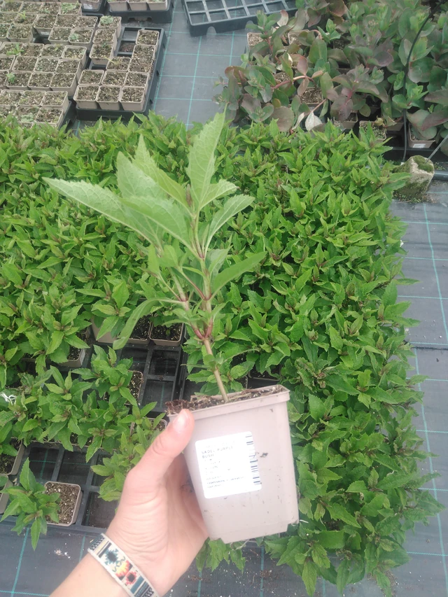 Punalehtivihma Purple Bush - 2024