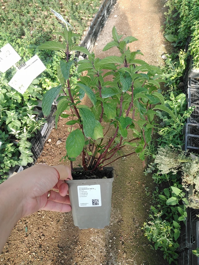 Citronová máta - 19. 8. 2025