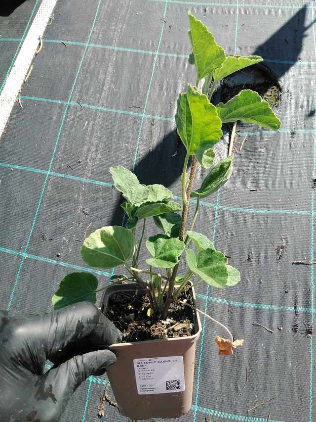 Malva Barnsley Baby - 19. 8. 2025