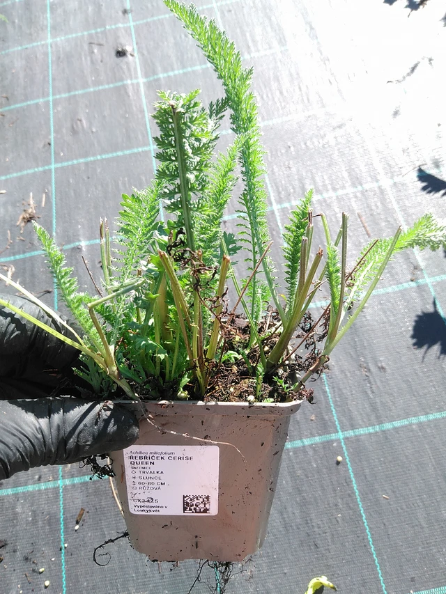 Milenrama Cerise Queen - 19. 8. 2025