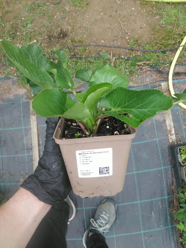 Panicaut plan - 10. 9. 2025