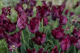 Tulipán Black Parrot, Loukykvět