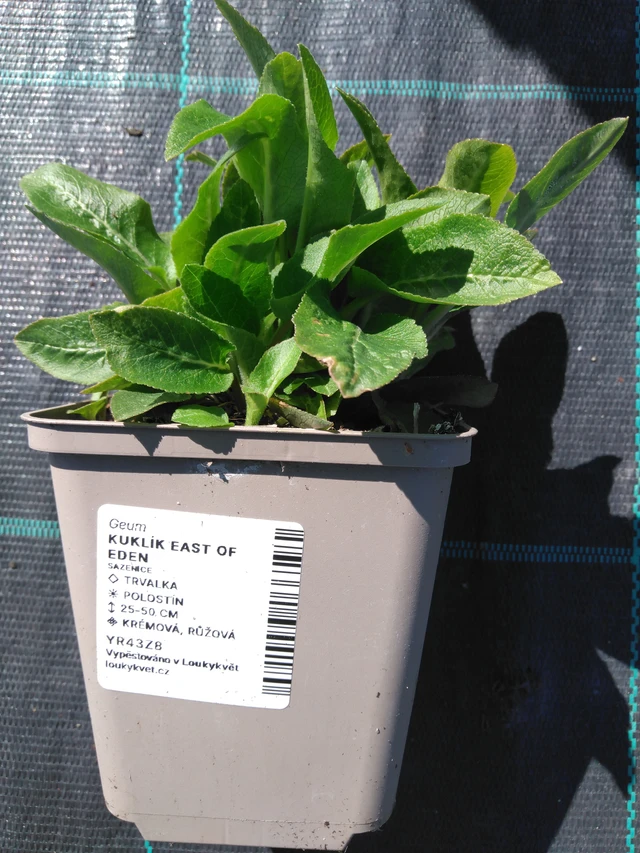 Geum East of Eden - 3. 4. 2025