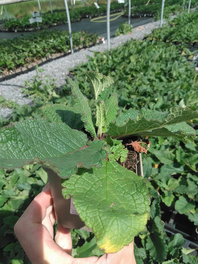 Verbasco Southern Charm - 24. 6. 2025