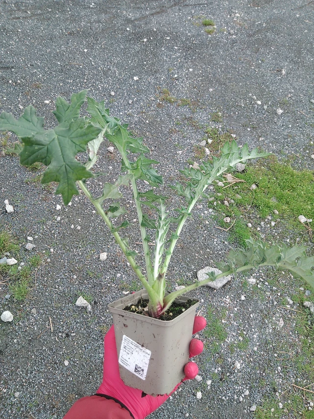 Sinipallo-ohdake Arctic Glow - 29. 7. 2025