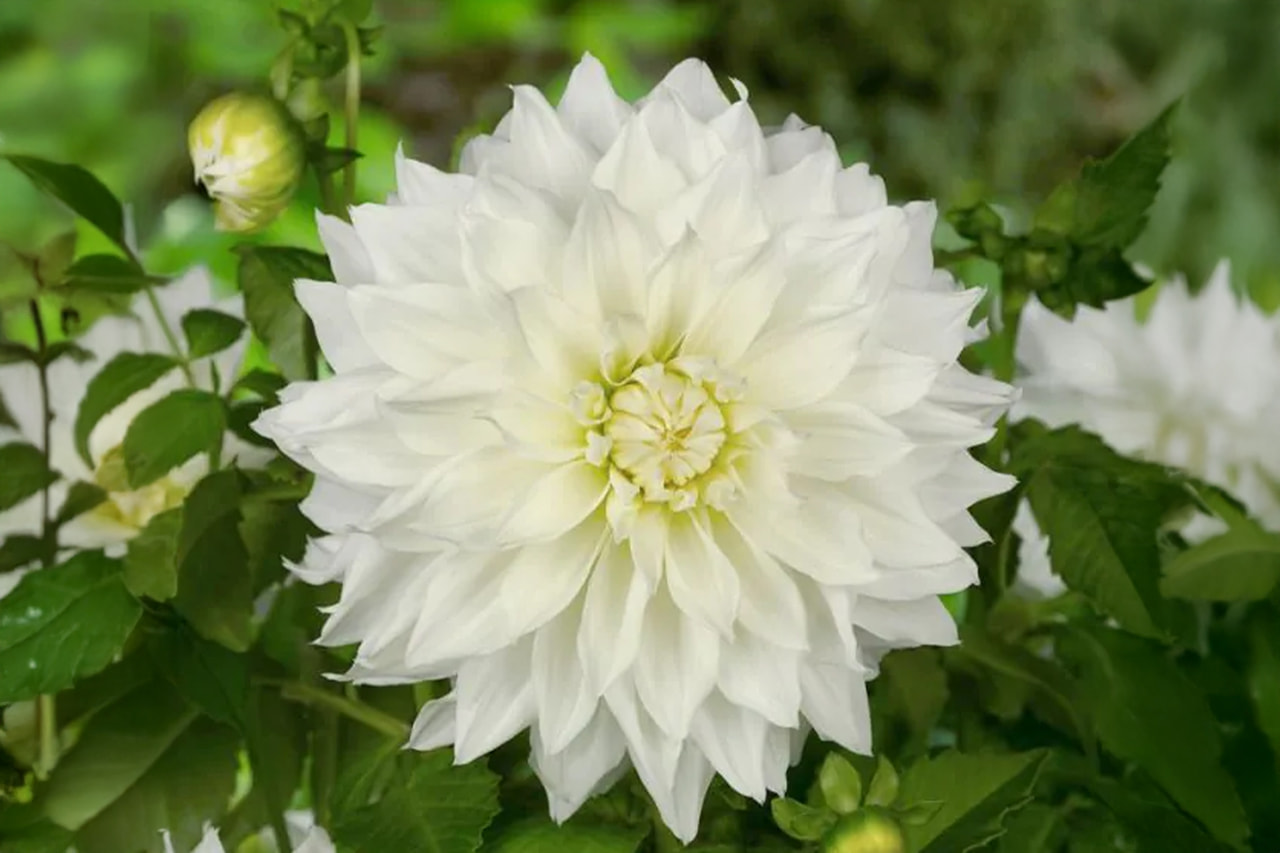 Dahlie Fleurel, Loukykvět