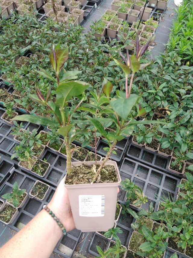 Phlox Sweet Summer Fragrance - 2024