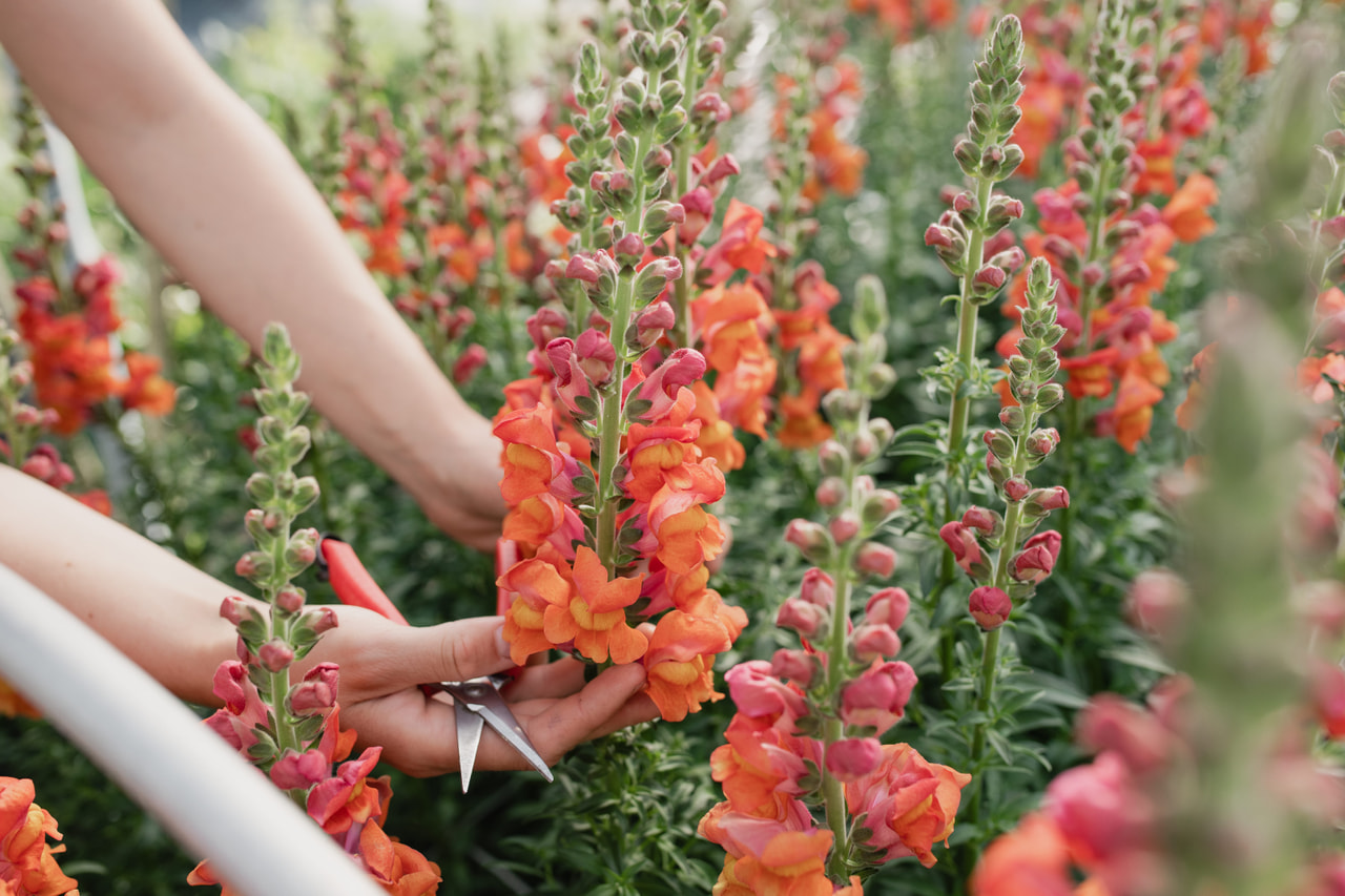 Hledík Potomac Orange, Loukykvět