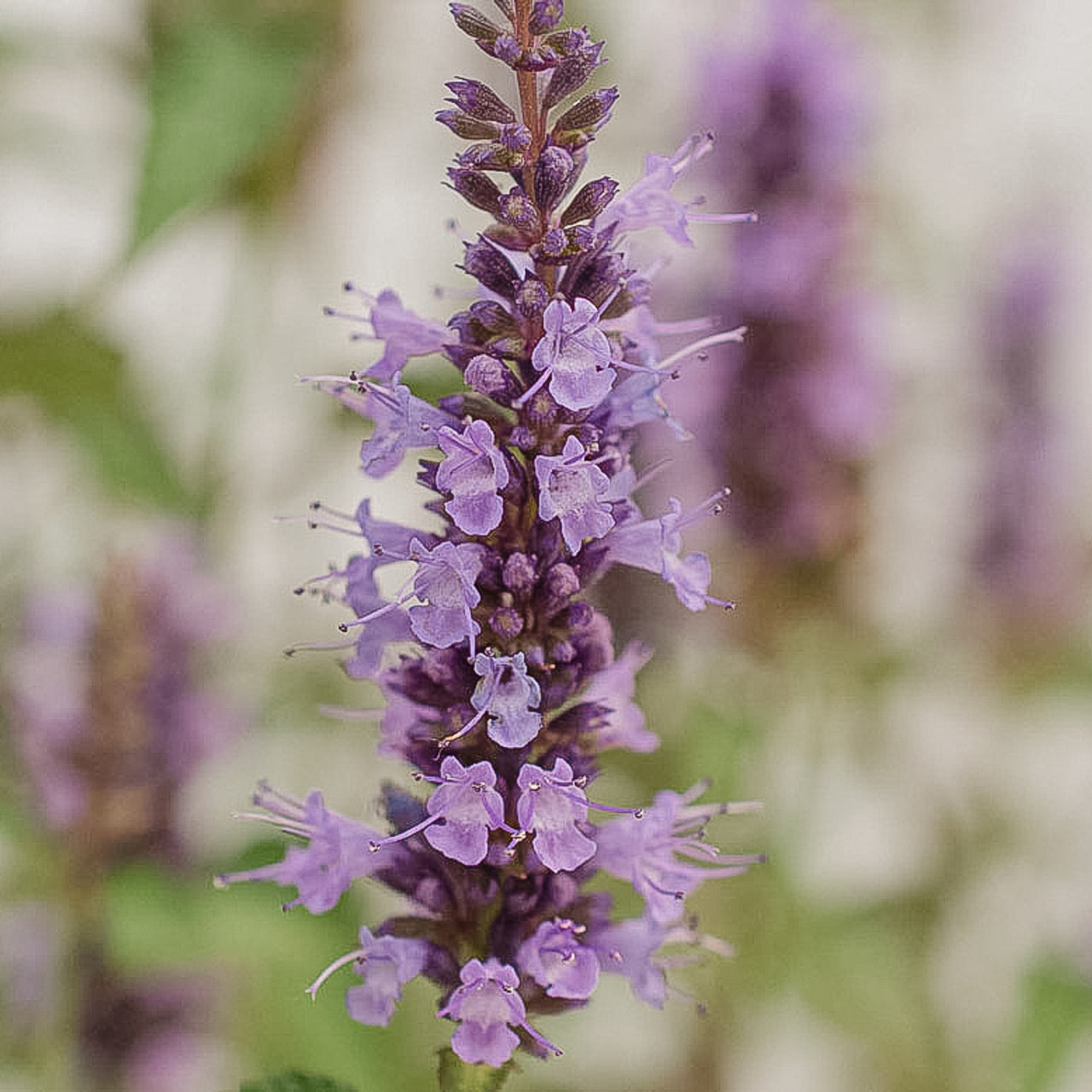 Agastache, Loukykvět