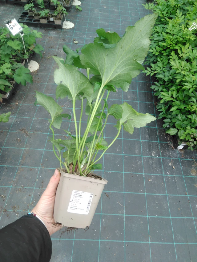 Sasanka japonská Whirlwind - 2024