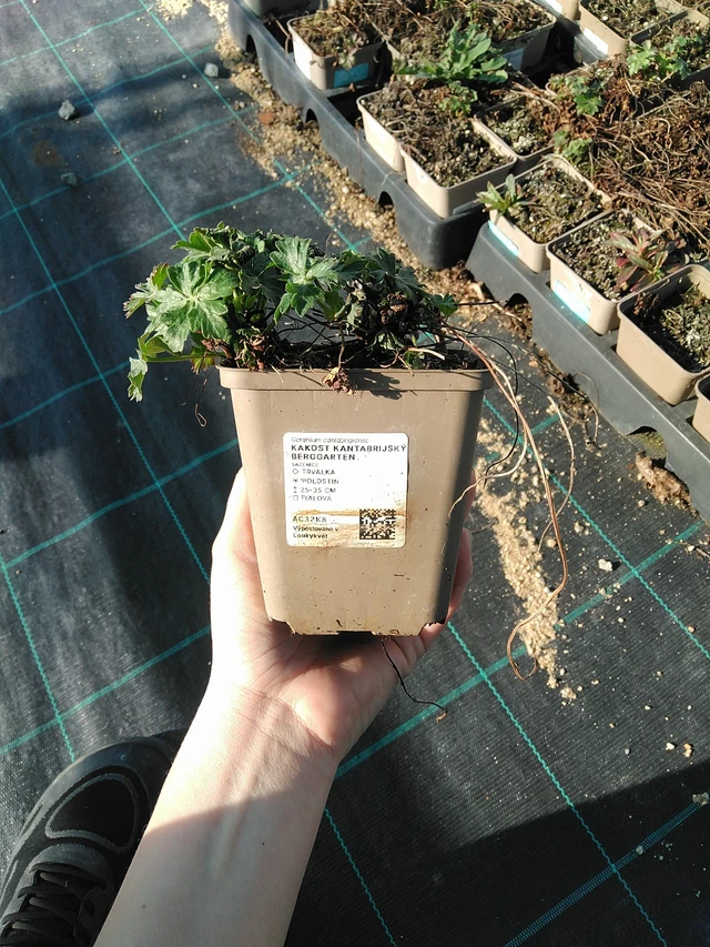 Cambridge-i gólyaorr Berggarten - 7. 4. 2026