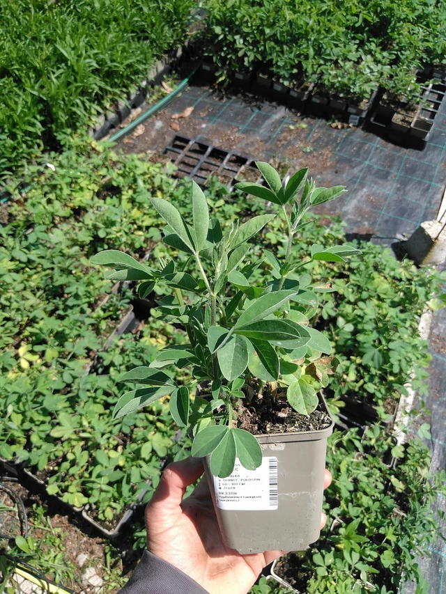 Altramuz - 13. 5. 2025