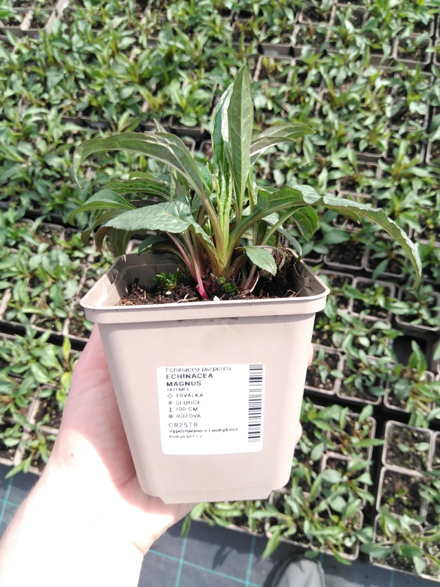 Echinacea Magnus - 2024
