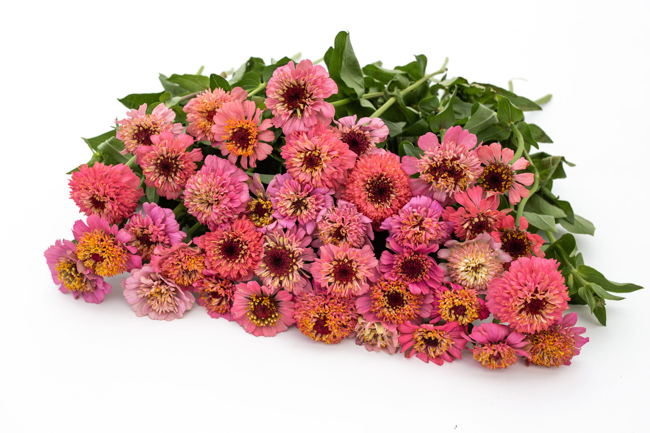 Cínie Cupcakes Pink, Loukykvět