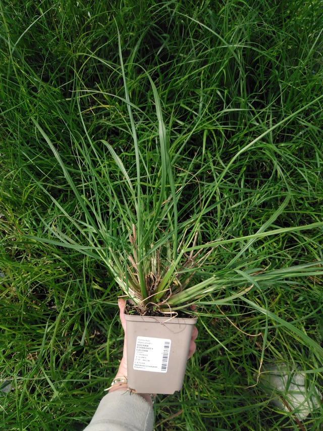 Pennisetum alopecuroides Cassian - 2024
