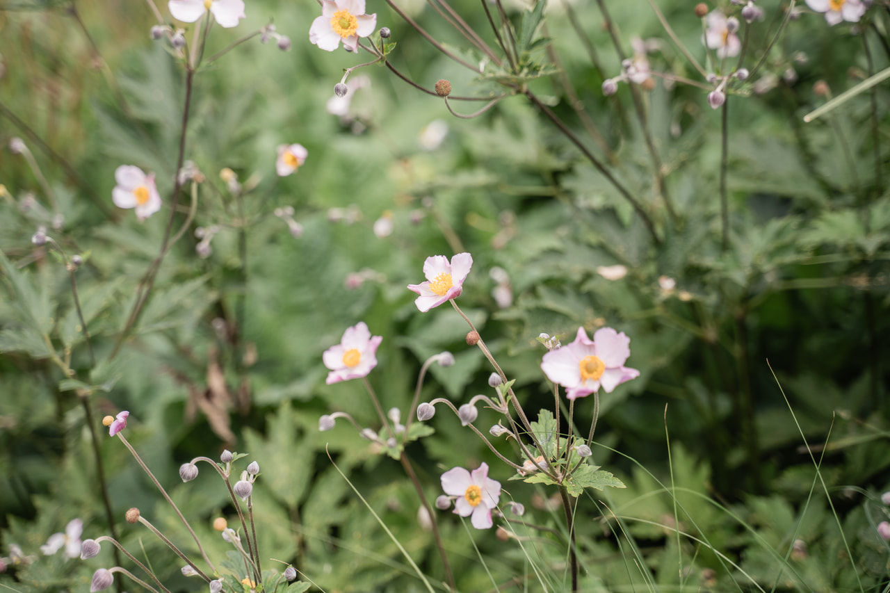 Sasanka plstnatá Robustissima, Loukykvět