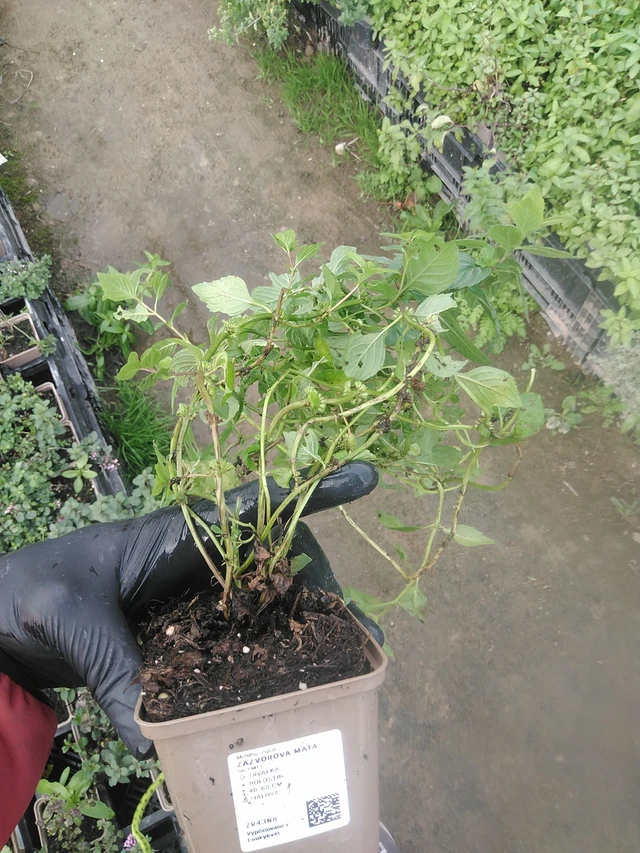 Menta de jengibre - 13. 10. 2025