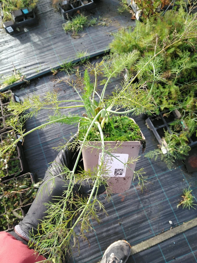 Common fennel - 31. 10. 2025