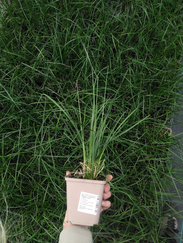 Metlice trsnatá Tardiflora - 2024