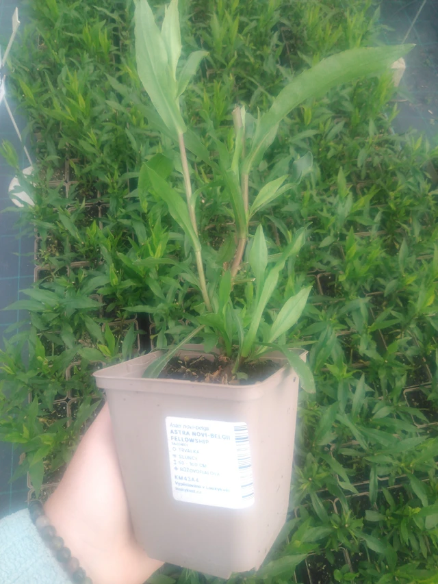 New York Aster Fellowship - 2024