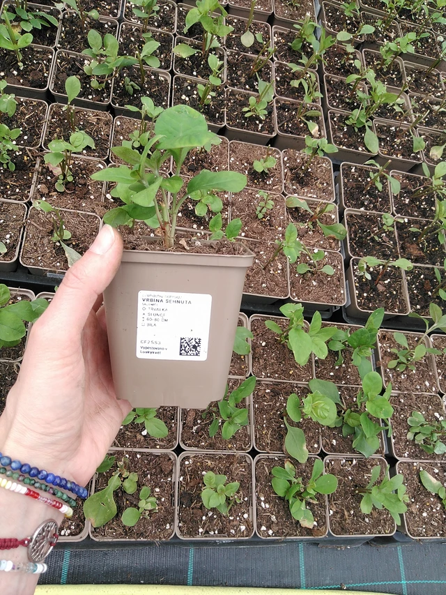 Lisimaquia curvada - 9. 6. 2025