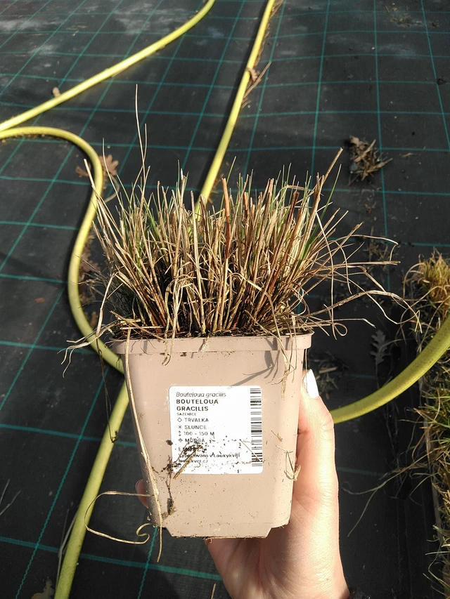 Moskitogras - 7. 4. 2026