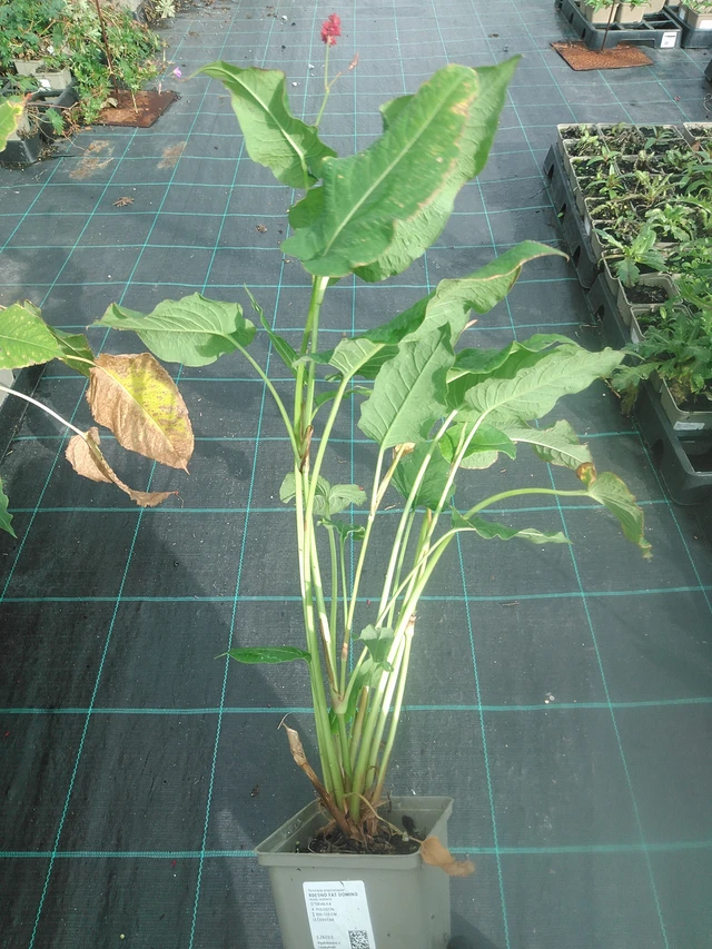 Knotweed Fat Domino - 13. 10. 2025