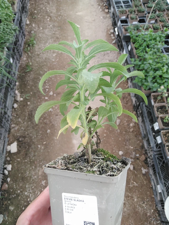 Stevia dulce - 1. 8. 2025