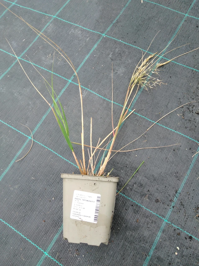 Kavyl třtinovitý - 10. 9. 2025