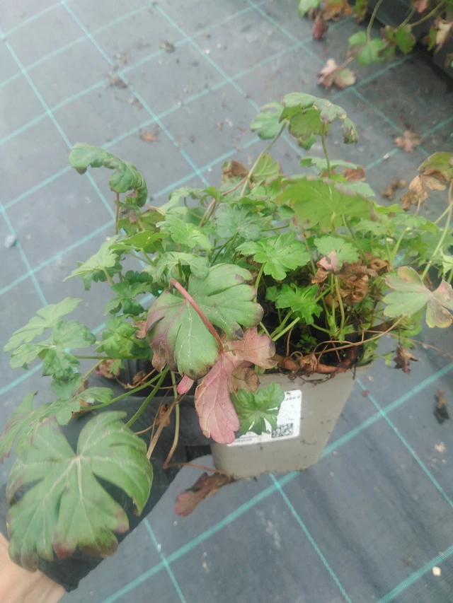 Kurjenpolvi Cambridge - 10. 9. 2025