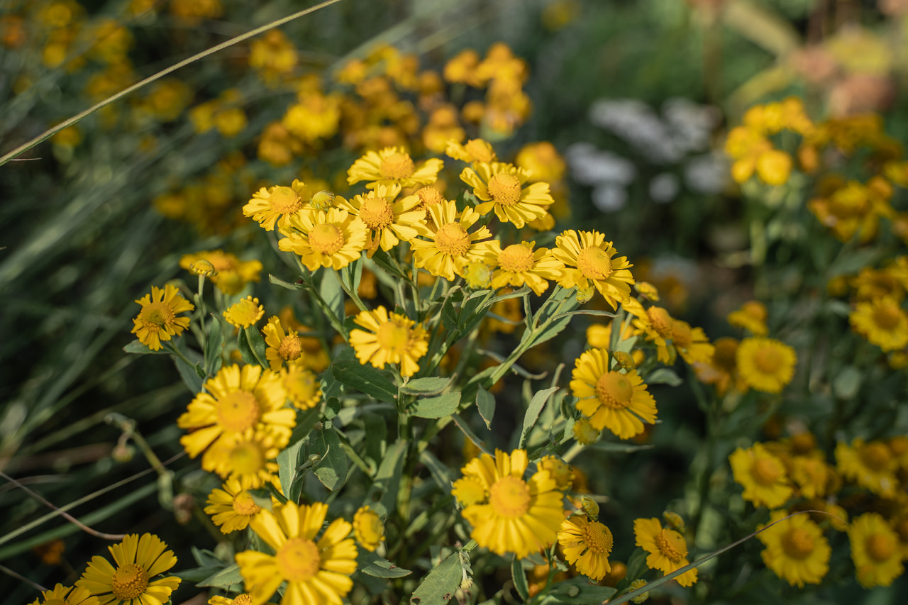 Záplevák Helena Gold, Loukykvět