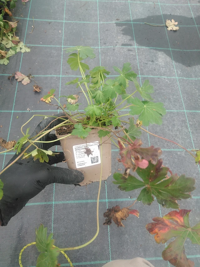 Kurjenpolvi Berggarten - 10. 9. 2025