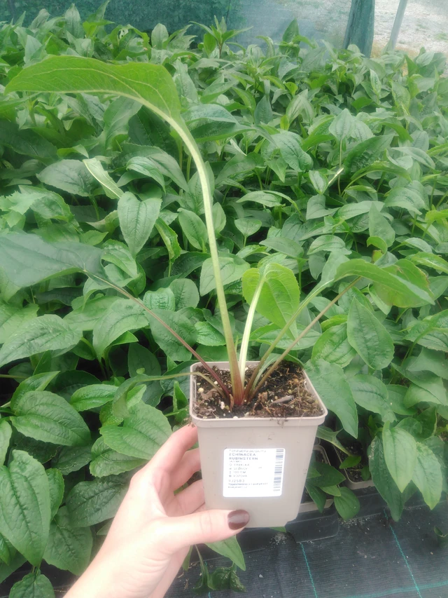 Echinacea Rubinstern - 2024